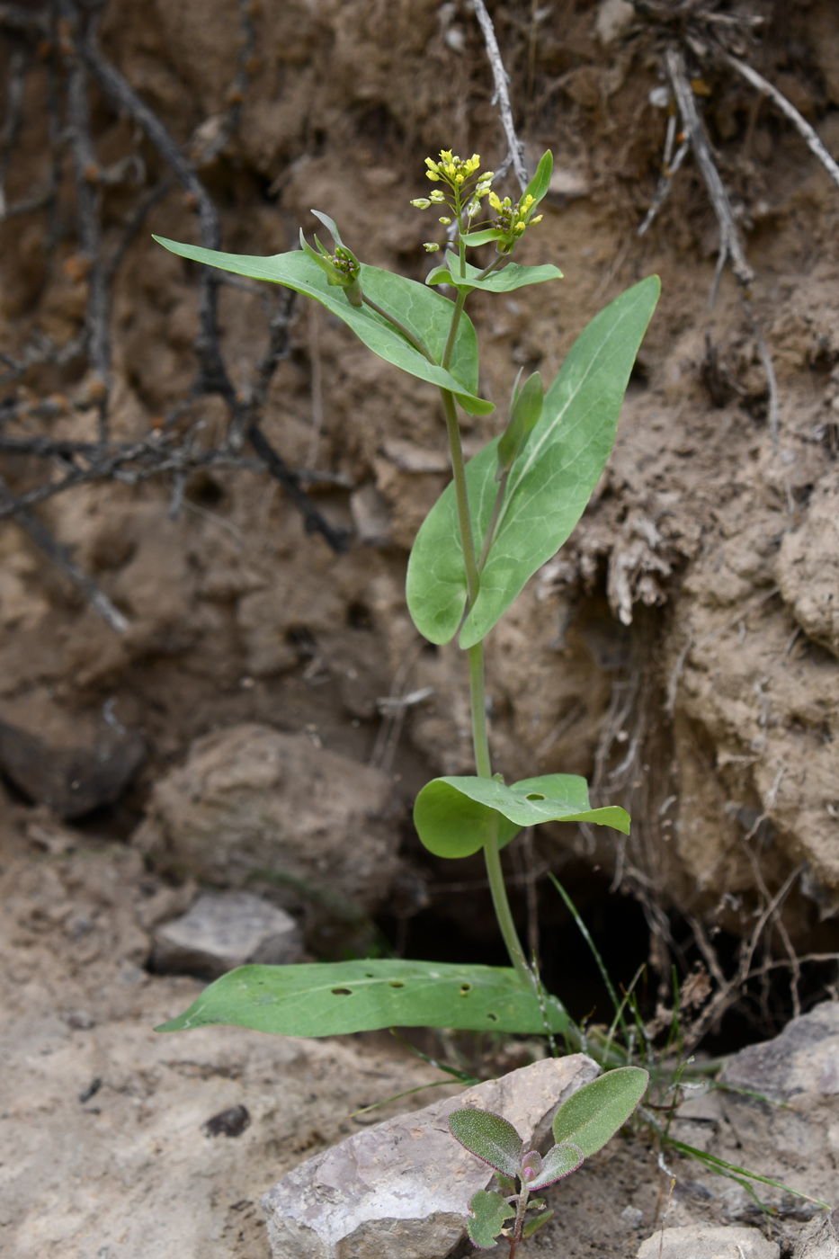 Image of Tauscheria lasiocarpa specimen.