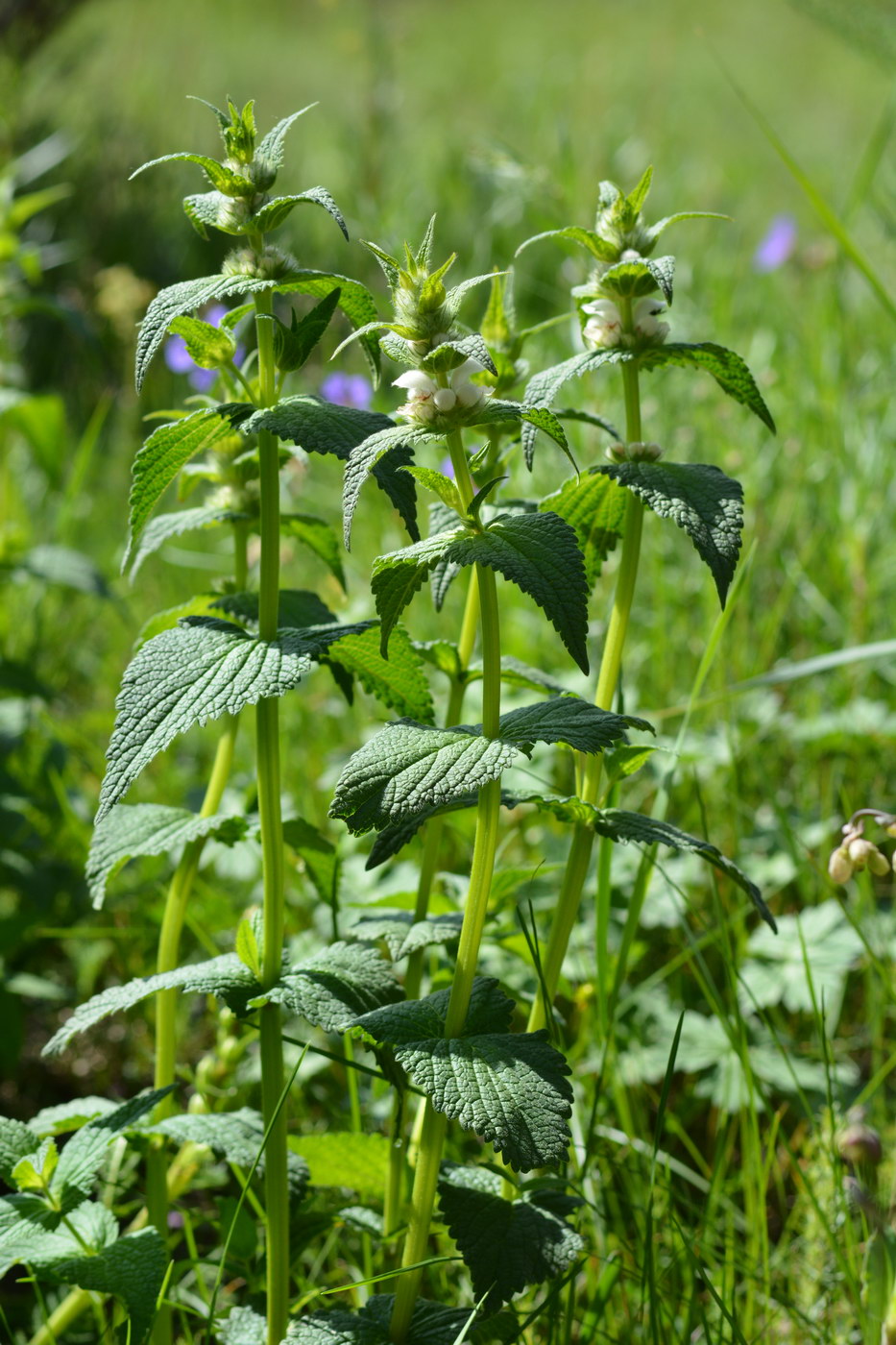 Image of Stachyopsis lamiiflora specimen.