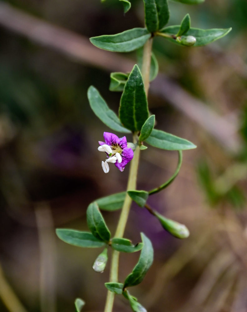 Изображение особи Lycium barbarum.