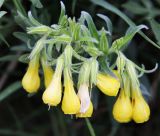 Onosma taurica