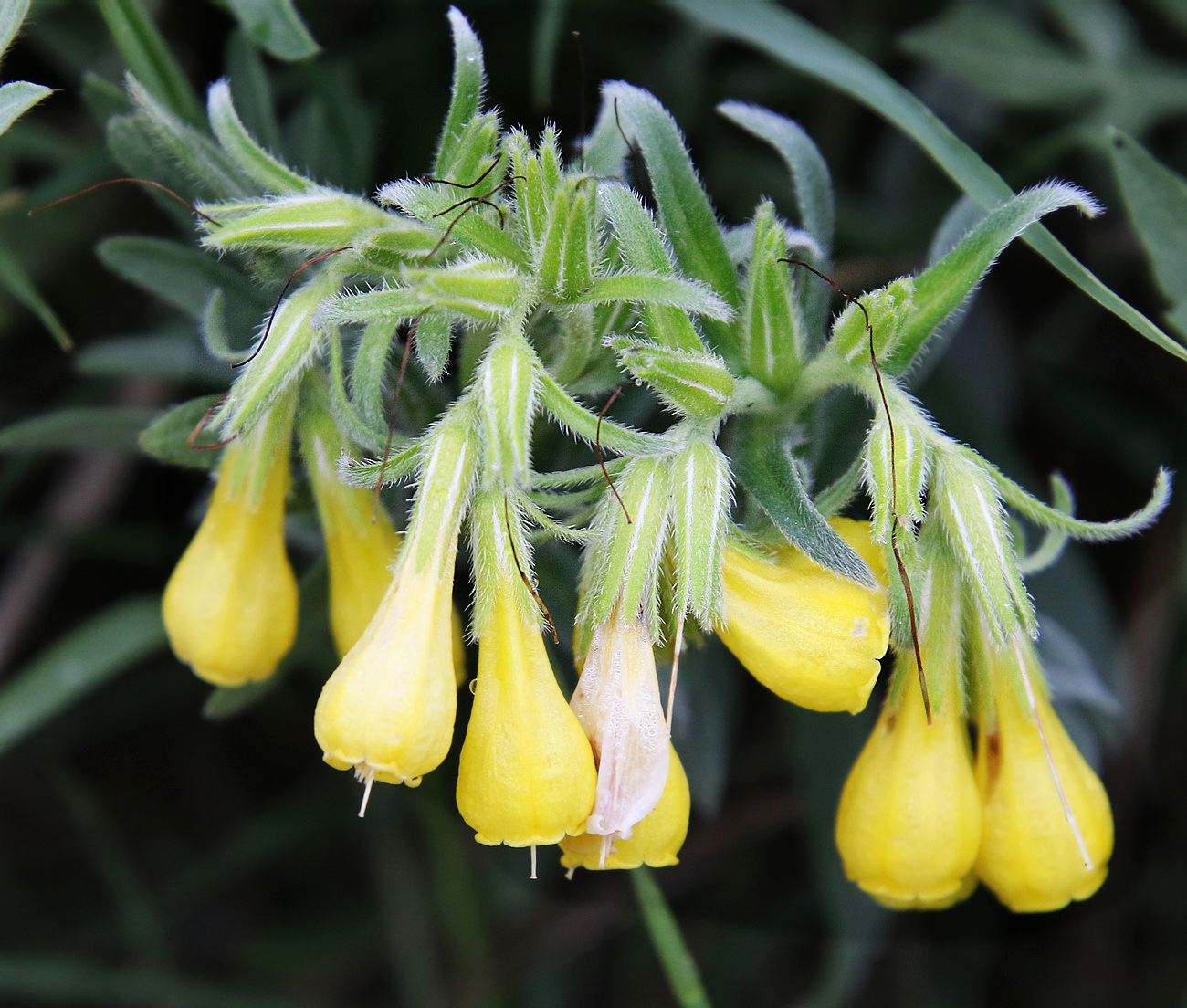 Image of Onosma taurica specimen.