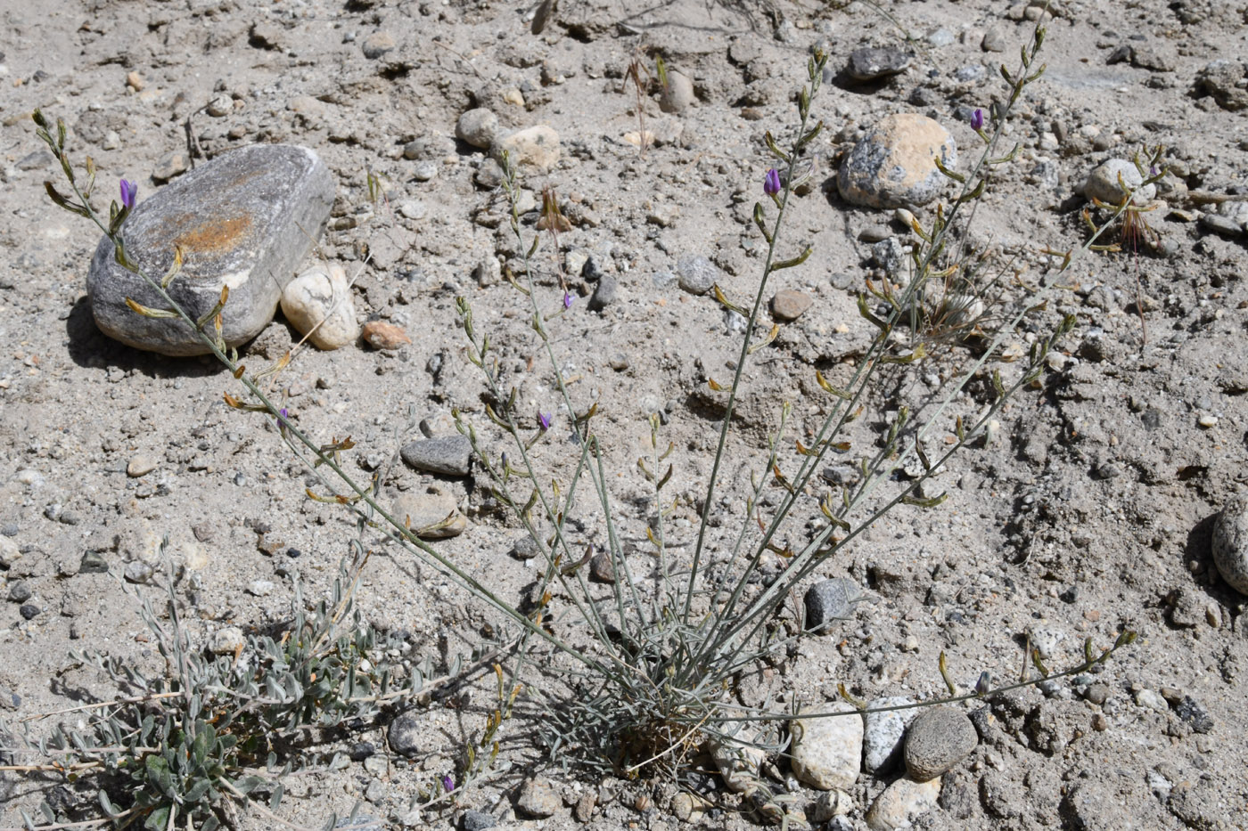 Image of Astragalus intarrensis specimen.