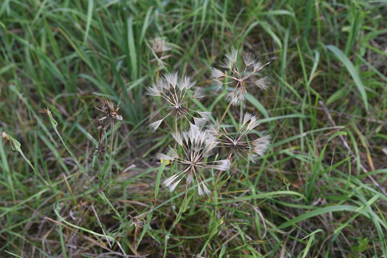 Изображение особи род Tragopogon.