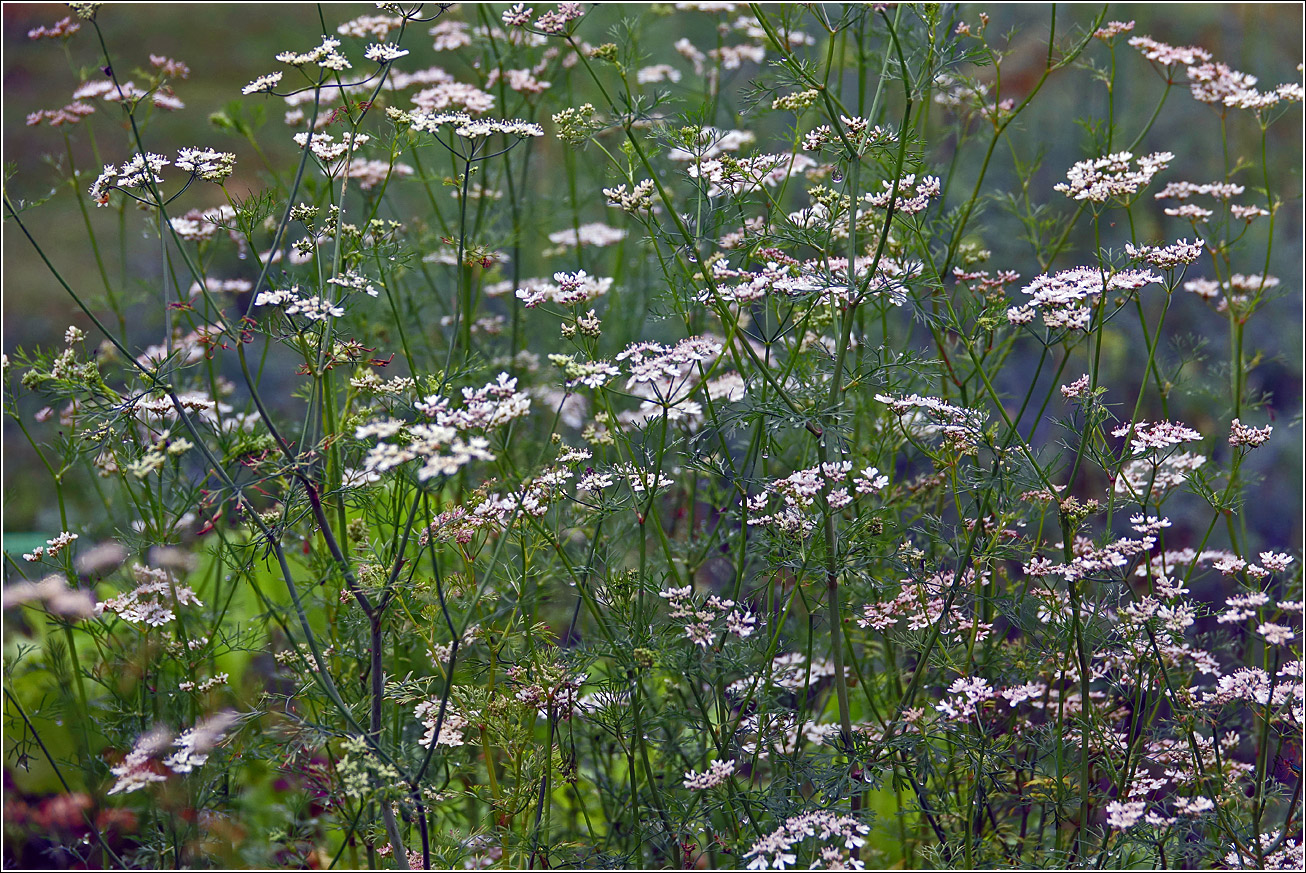 Image of Coriandrum sativum specimen.