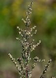 Artemisia vulgaris. Верхушка побега с соцветиями. Московская обл., окр. г. Железнодорожный, долина р. Чёрная, залежь. 26.08.2024.