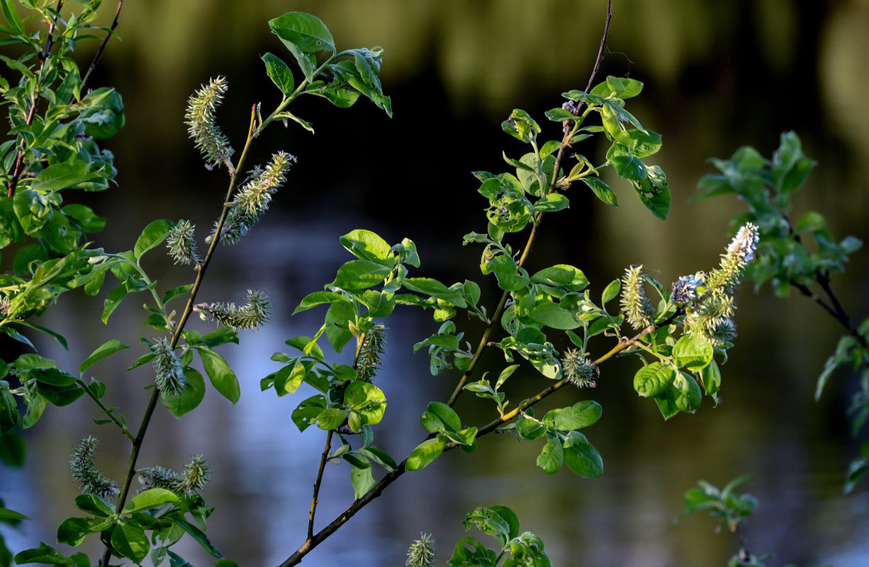 Изображение особи Salix caprea.