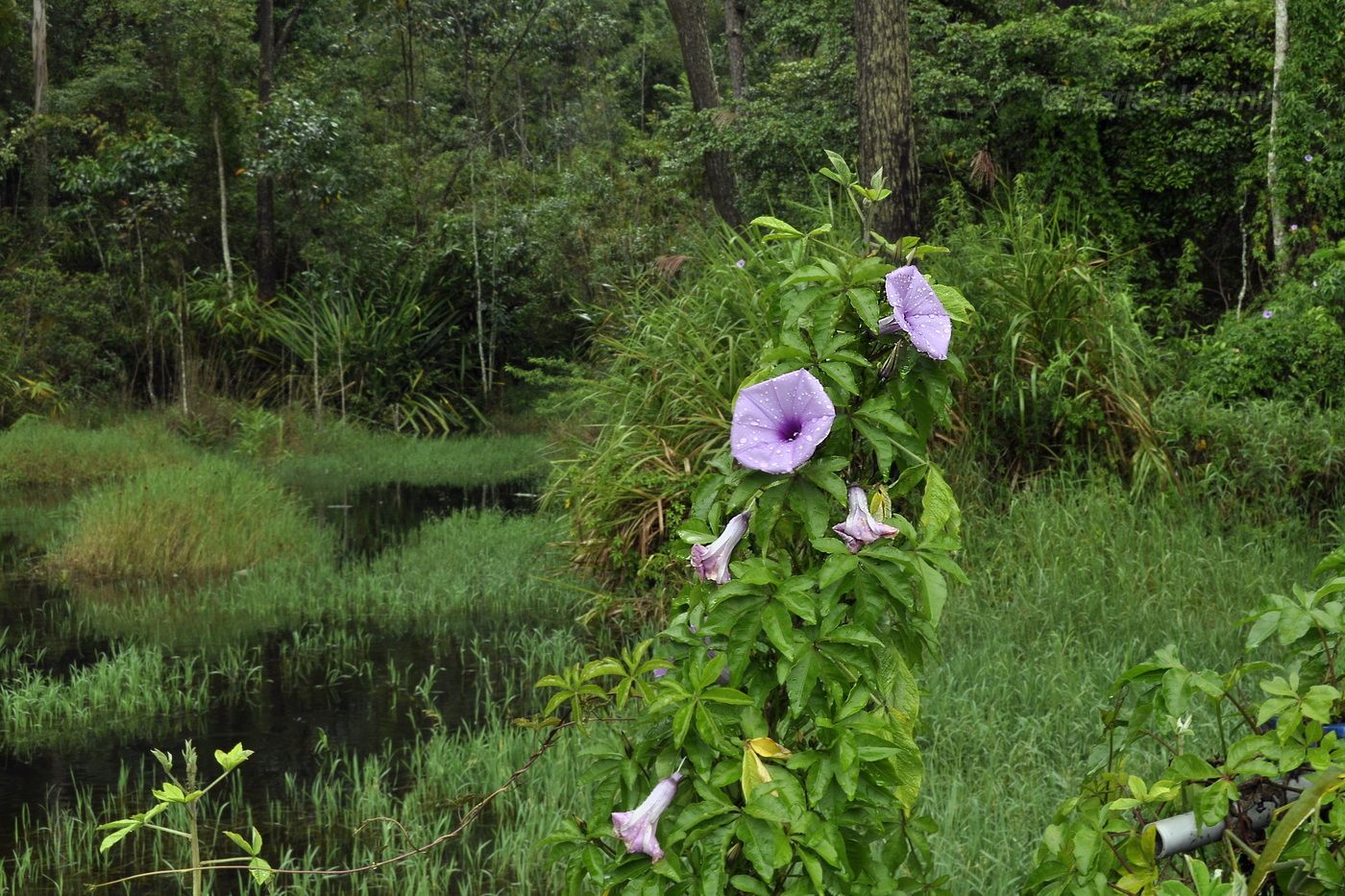 Изображение особи Ipomoea cairica.