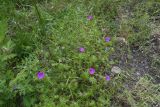 Geranium sanguineum. Цветущие растения. Чечня, Шаройский р-н, долина р. Цесиахк в 1,1 км выше водопада Цеси, луг. 27 июня 2024 г.