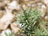 Eryngium bourgatii subspecies heldreichii