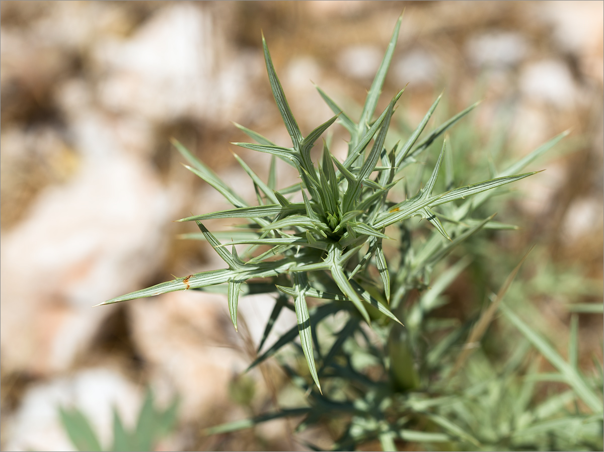 Изображение особи семейство Asteraceae.