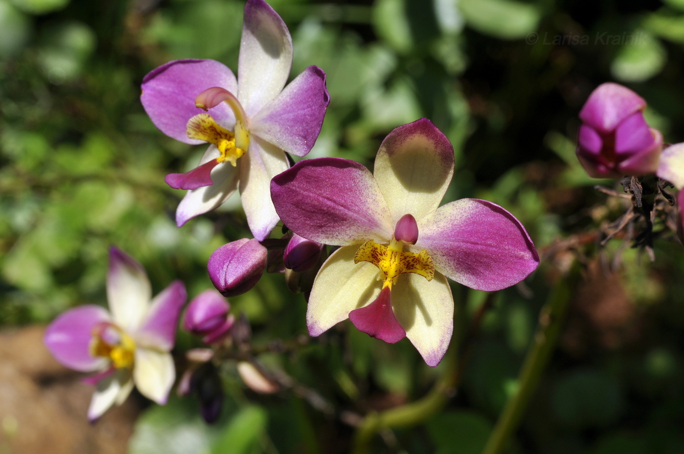 Image of genus Spathoglottis specimen.