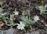 Stellaria eschscholtziana. Цветущее растение с завязавшимися плодами в каплях тумана. Камчатский край, Елизовский р-н, природный парк \"Вулканы Камчатки\", южный участок, кластер \"Налычевский\", памятник природы экструзия «Верблюд», шлаковое поле. 11.08.2024.