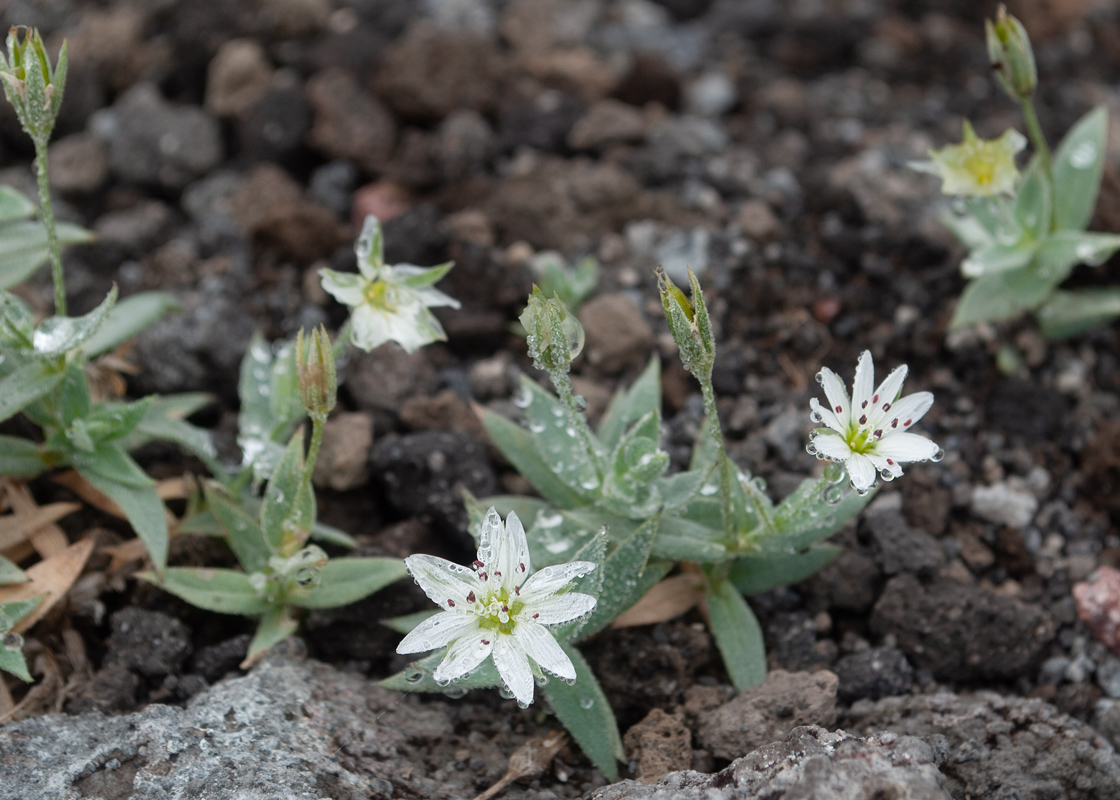 Изображение особи Stellaria eschscholtziana.