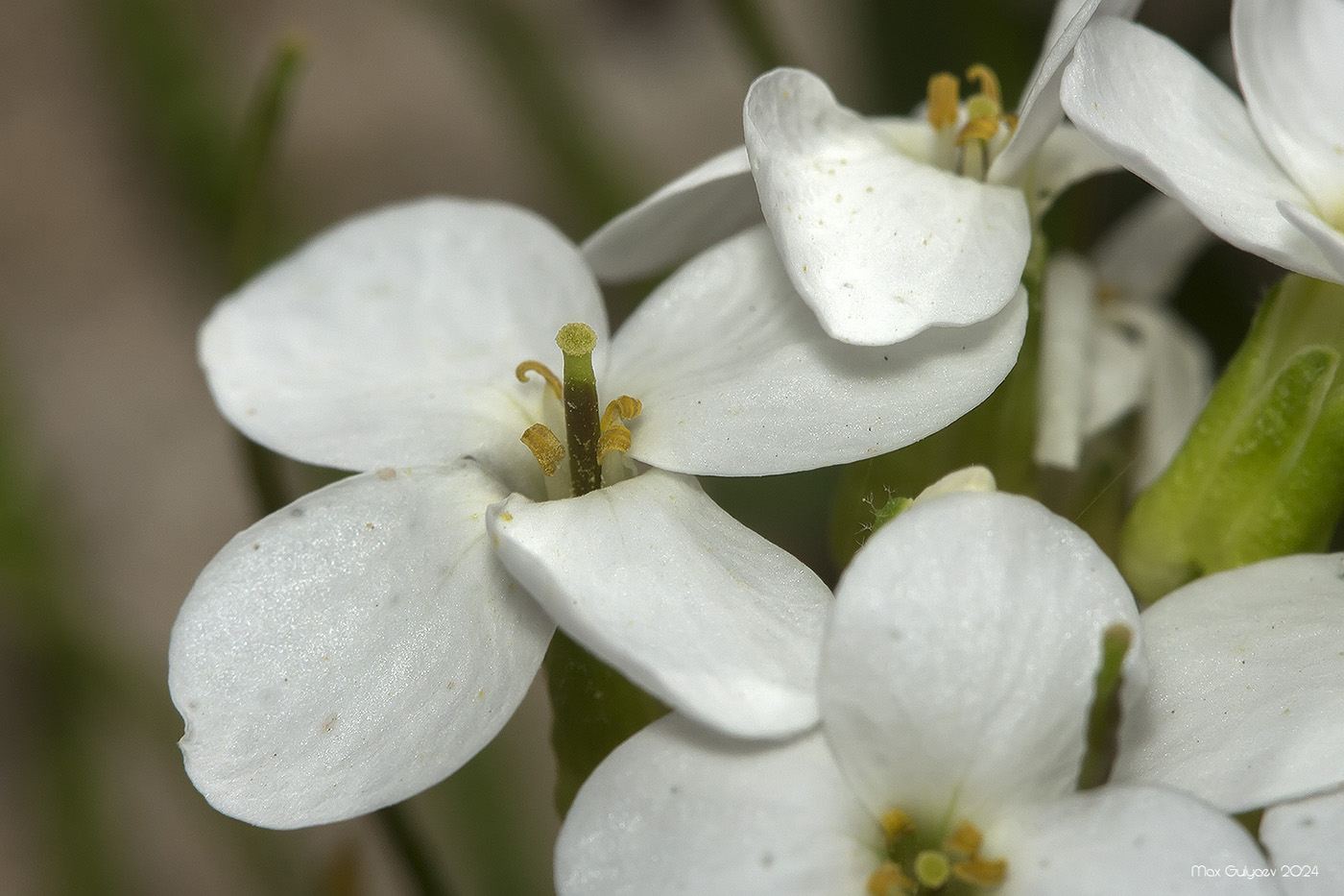 Image of Arabis caucasica specimen.