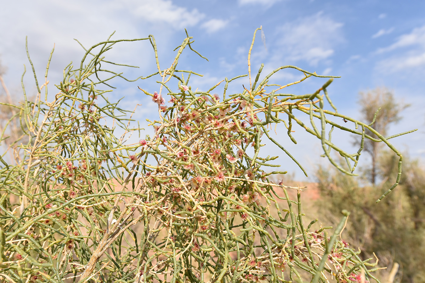 Image of Haloxylon aphyllum specimen.