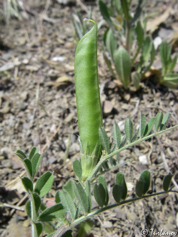 Image of Vicia cordata specimen.