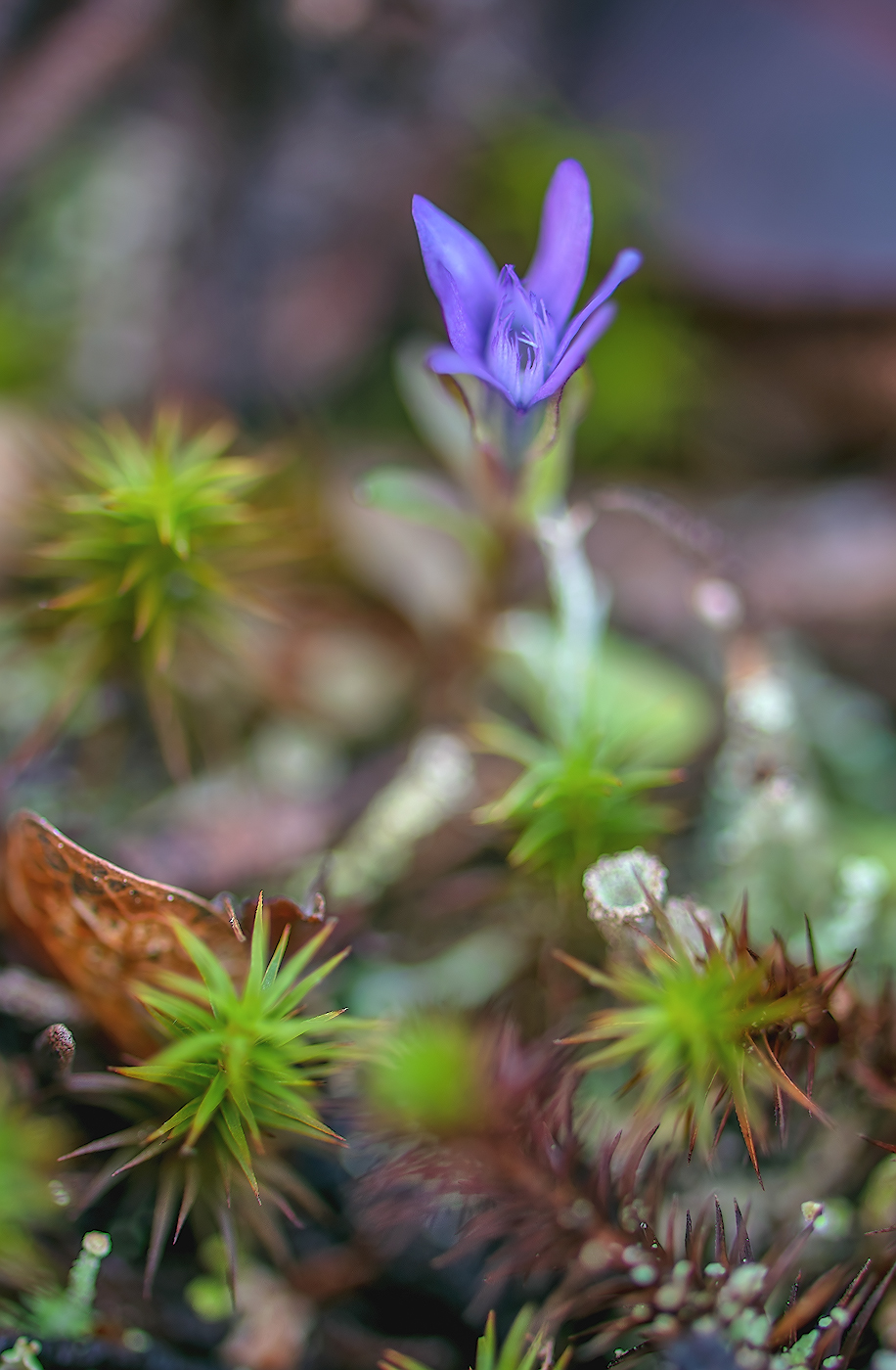 Image of Gentiana jamesii specimen.