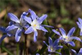 View full-size image Chionodoxa luciliae