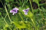 View full-size image Viola mandshurica