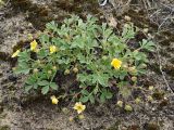 Смотреть изображение Potentilla incana