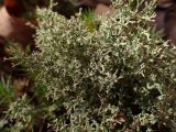 Смотреть изображение Cladonia furcata