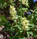 View full-size image Corydalis marschalliana