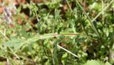 Papaver umbonatum