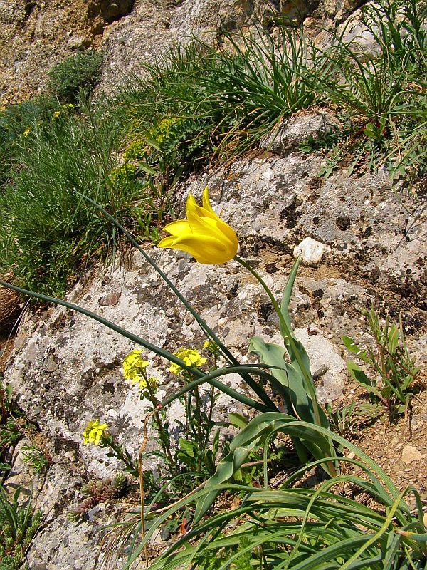 Image of Tulipa suaveolens specimen.