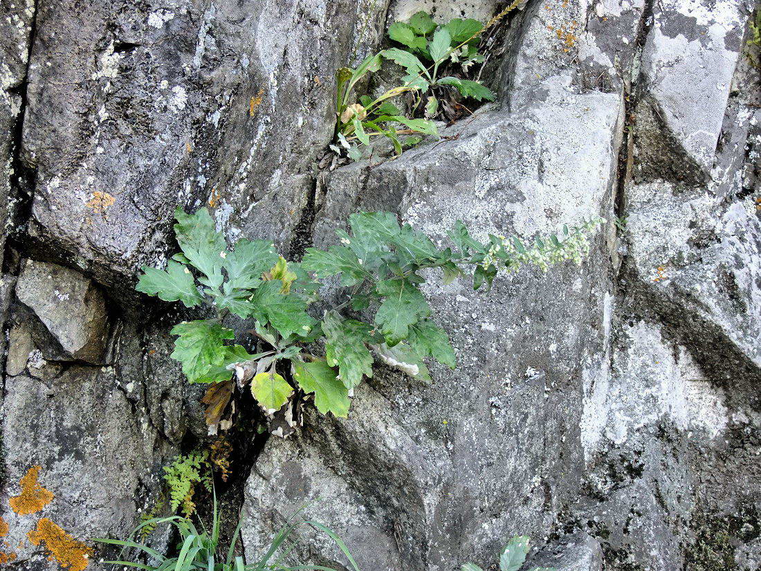 Изображение особи Artemisia stolonifera.