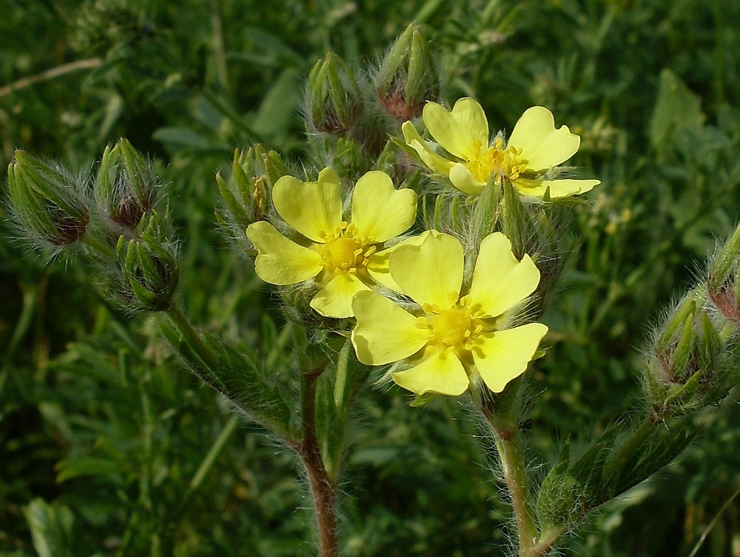 Image of Potentilla obscura specimen.