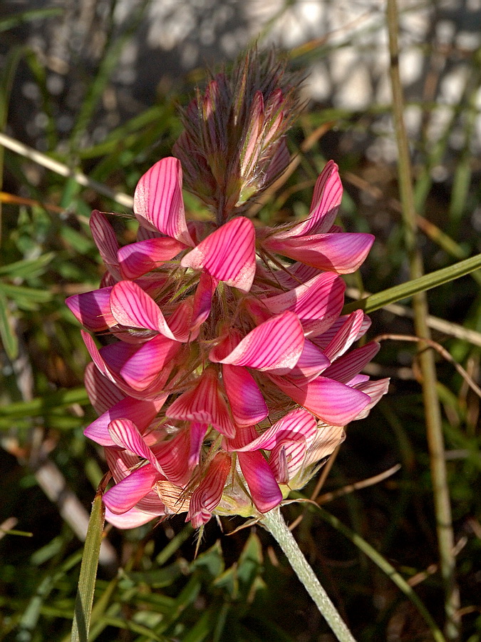 Image of Onobrychis jailae specimen.