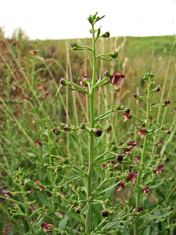 Image of Scrophularia granitica specimen.