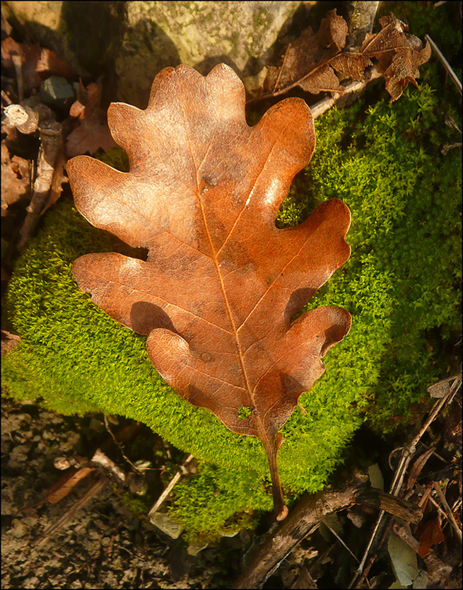 Изображение особи Quercus pubescens.