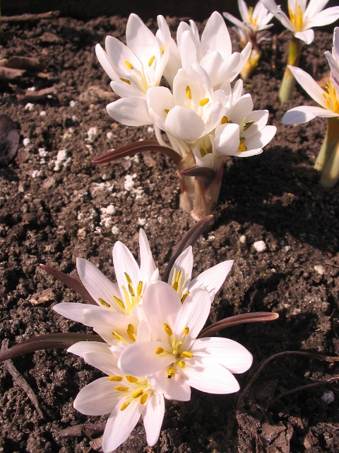 Image of Merendera mirzoevae specimen.