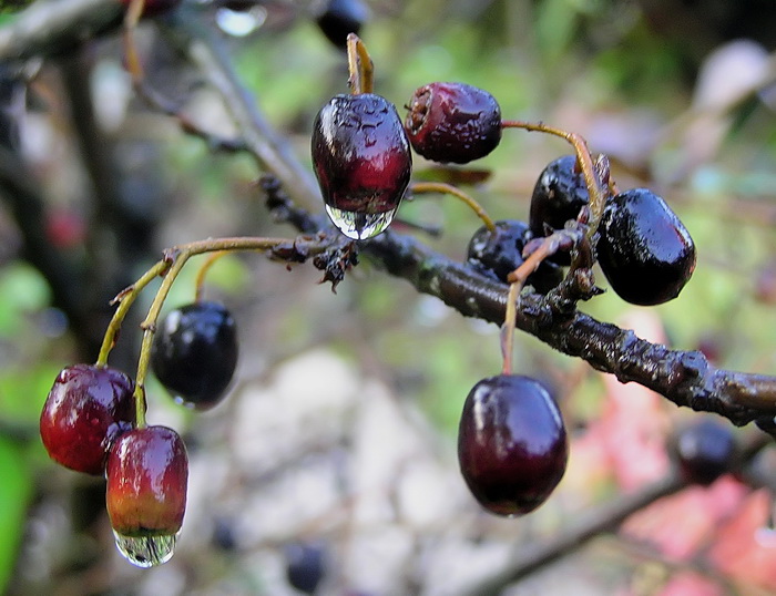 Image of Cotoneaster melanocarpus specimen.