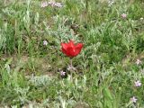 Tulipa suaveolens