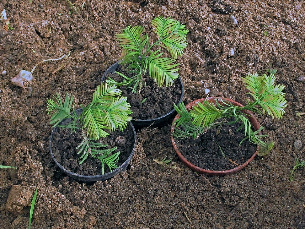 Изображение особи Metasequoia glyptostroboides.