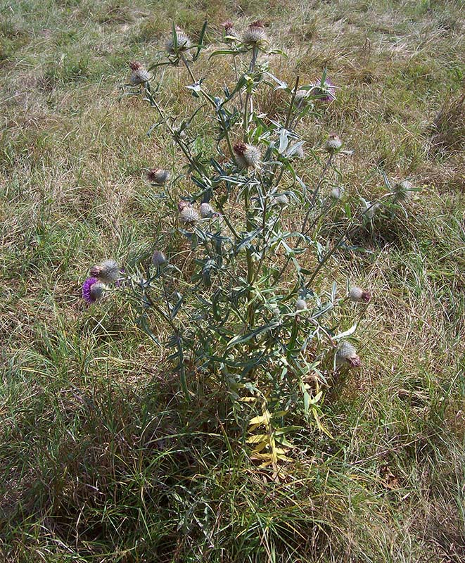 Изображение особи Cirsium polonicum.