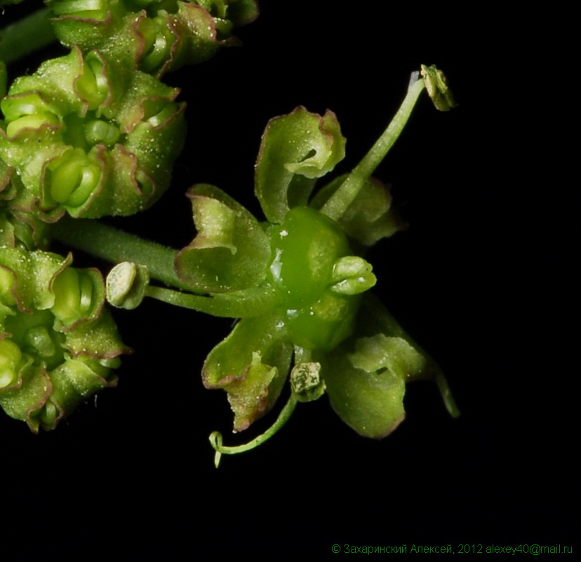 Image of Heracleum sibiricum specimen.