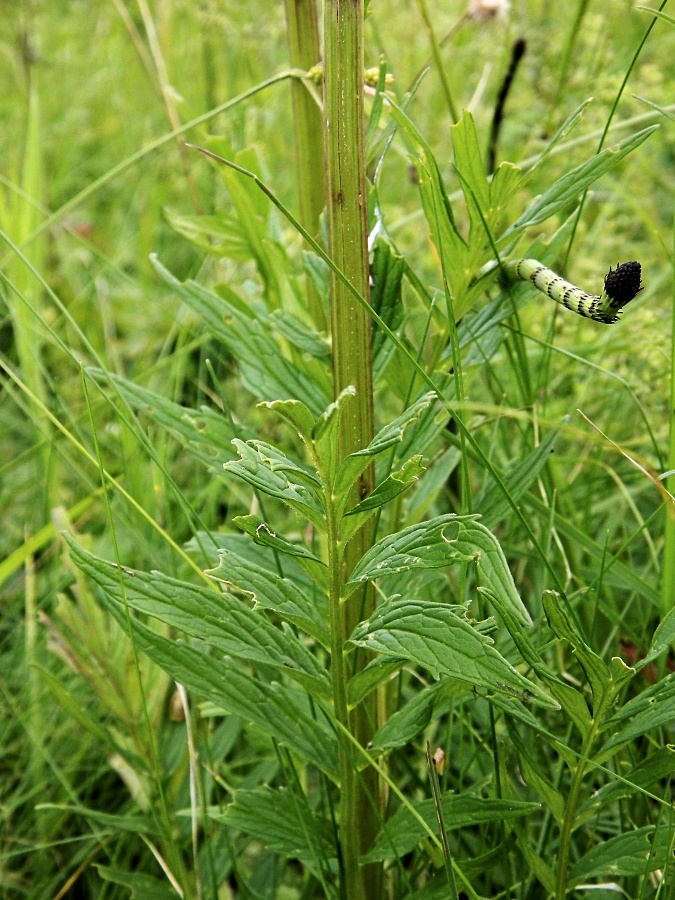 Изображение особи Valeriana officinalis.