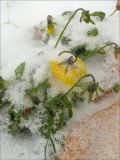 Viola wittrockiana. Цветущее растение под снегом. Черноморское побережье Кавказа, г. Новороссийск, в культуре. 14 декабря 2009 г.