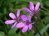 Erodium cicutarium