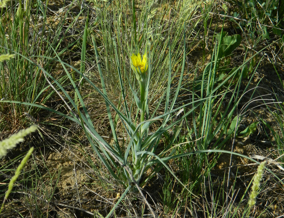 Image of Tragopogon dubius ssp. major specimen.