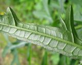 Cirsium pendulum. Часть листа (обратная сторона). Владивосток, Ботанический сад-институт ДВО РАН. 13 июня 2012 г.