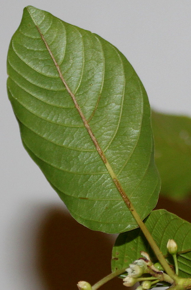 Image of Frangula alnus specimen.