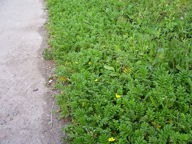 Image of Potentilla anserina specimen.