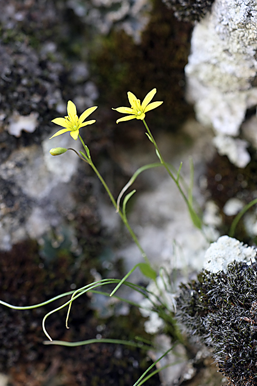 Image of genus Gagea specimen.