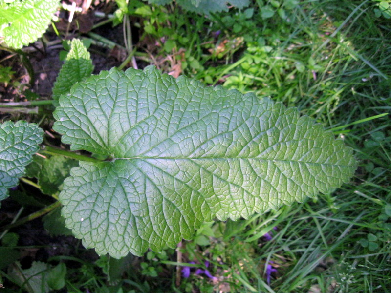 Image of Betonica macrantha specimen.