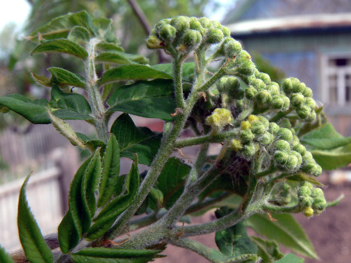 Image of Sorbus sibirica specimen.