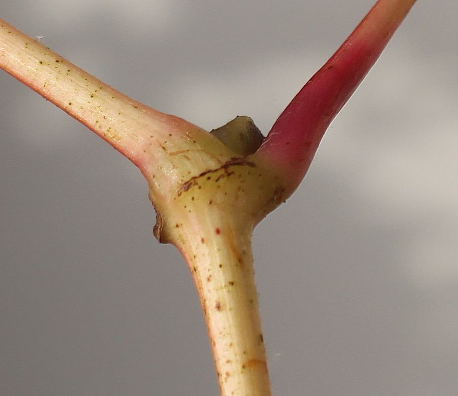 Image of genus Vitis specimen.